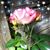 Jane Karch Williams's profile image