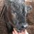 Randy Starnes's profile image