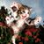 Anne Miller's profile image