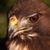 Stephen Salamon's profile image