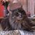Deb Farmer Parsons's profile image