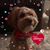 Rachelle Higdon's profile image