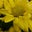 Cyndie Lamb's profile image