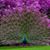 Chanda Coggins's profile image