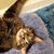 Stephanie Price-Jackrabbit's profile image