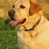 TABITHA T.'s profile image