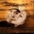 Justin Kruse's profile image