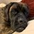 Denise Scott Irey's profile image
