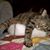 Tara M. Geiger's profile image