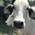 Trey Lillich's profile image