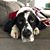 Jennifer Sponza Bostrom's profile image