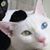 Kat Massey's profile image