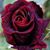 Ahlaam Mohamed's profile image