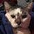 Deann Reeves's profile image
