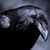 Yvonne Hanlon-Powell's profile image