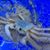 Rachel Kohn's profile image