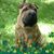 Pat Suplicki's profile image
