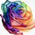 Amanda Maize's profile image