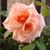 Anita Macdougall's profile image