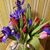 Heather Saillor Pellicie's profile image