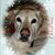 Kim Sudtelgte's profile image