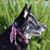 Dara Hunt's profile image