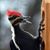 Romy Pettersen Walker's profile image