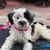 Andrea Mazzoccoli's profile image