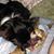 Sherry Kiet's profile image