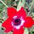 Ivy Aryapur's profile image