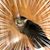 Lisa Steinhilber's profile image