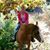 Kaylene Vandemark's profile image