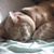 Elizabeth K. Deahl's profile image