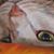 Debbie Ridgley's profile image