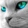 Kediil's profile image
