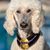 Susan Denis's profile image