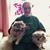 Joyce Hachadourian's profile image