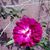 Lorrain Viberos's profile image