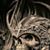 Mark Aho's profile image