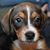 Carol Foster Dye's profile image