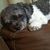 Crystal Hodges Soileau's profile image
