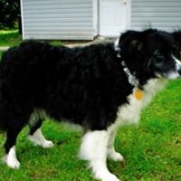 Linda Lyles's profile image