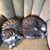 Deb Boyer's profile image