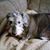 Carol Kyser's profile image