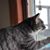 Sue Rinehart Nebgen's profile image