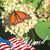 Liane Sissy Walsh's profile image