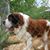 Blake Dingler's profile image