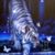 Sheryl Licata's profile image