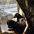 Chantelle Silverquill's profile image