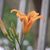 Virginia Akin's profile image